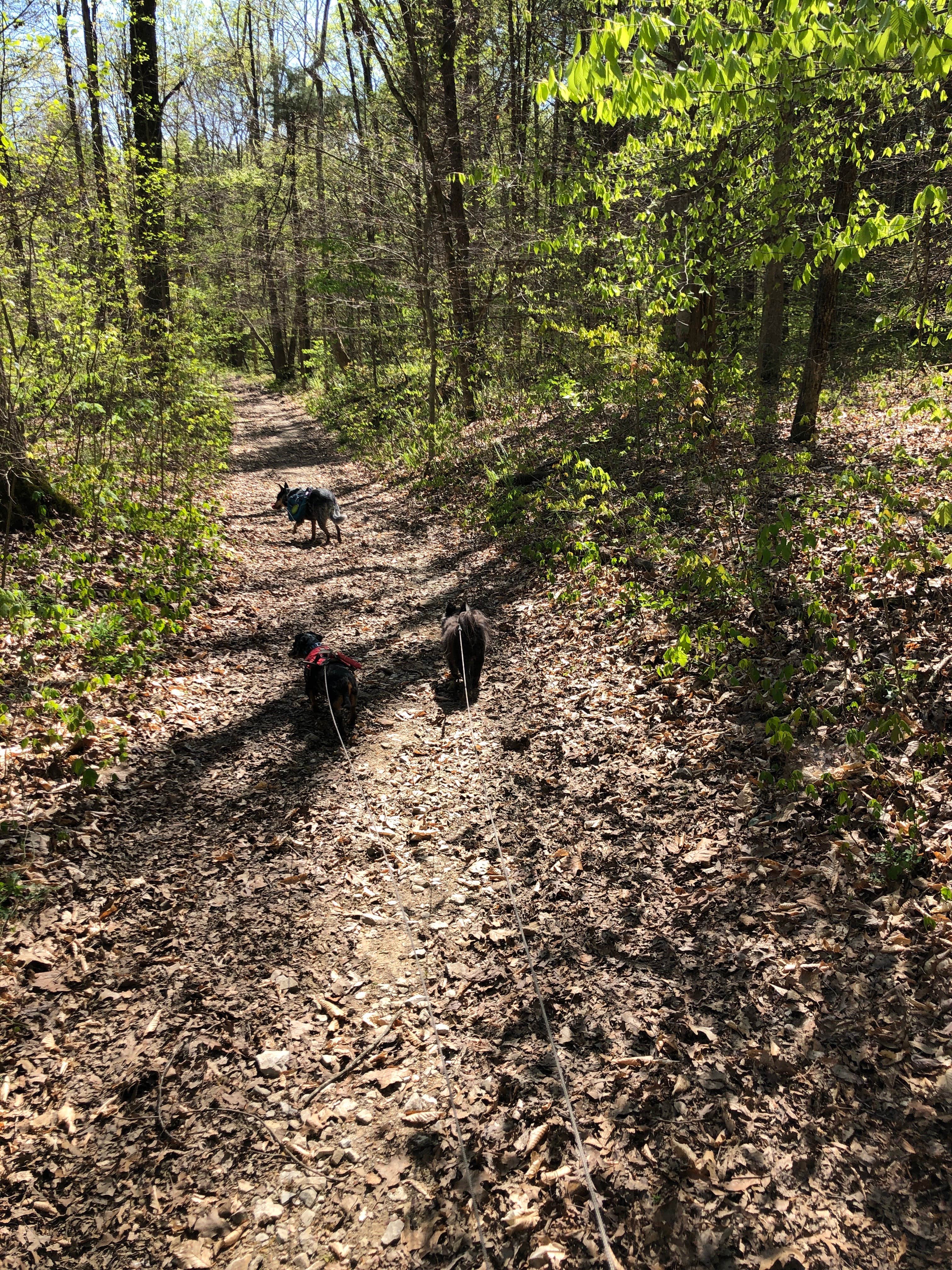 Camper submitted image from Turnhole Backcountry Campsite — Mammoth Cave National Park - 4