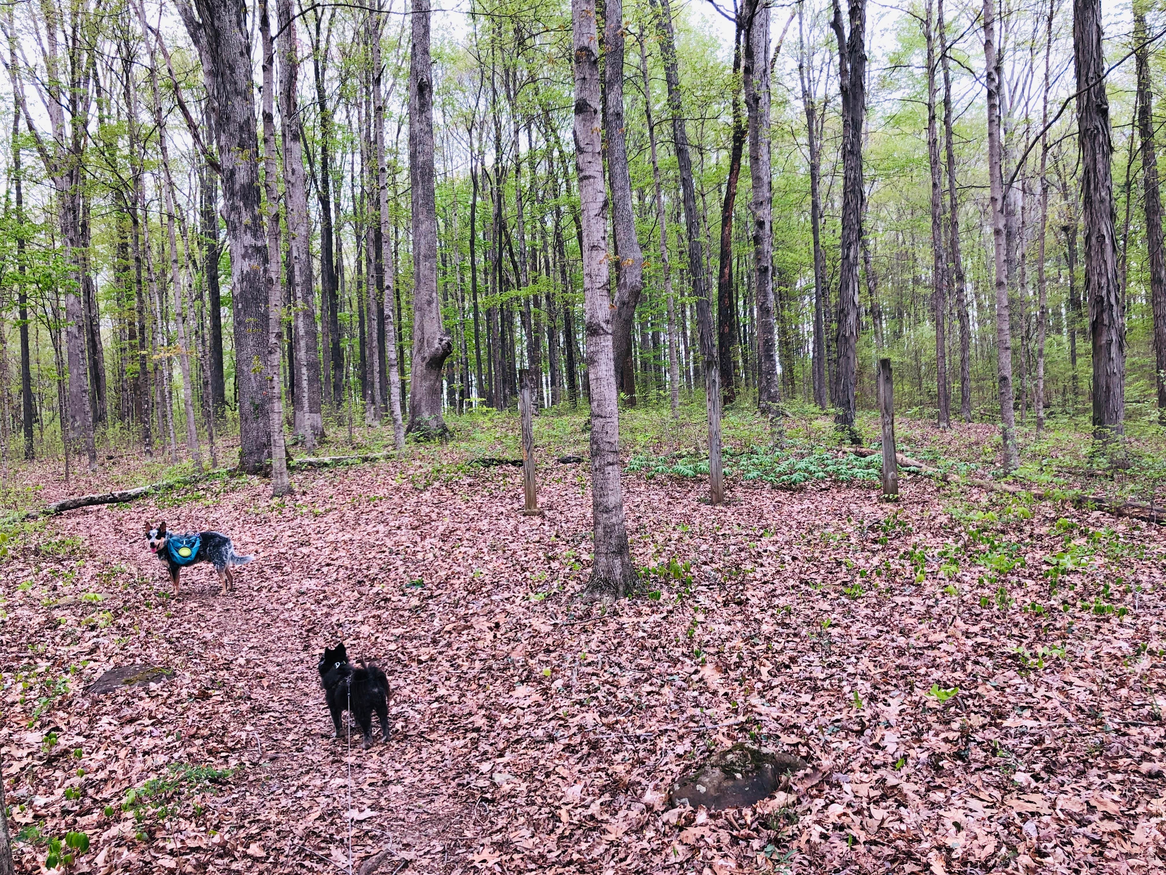 Shelly S.'s photo of camping with pets at Turnhole Backcountry Campsite — Mammoth Cave National Park near Gallatin, TN