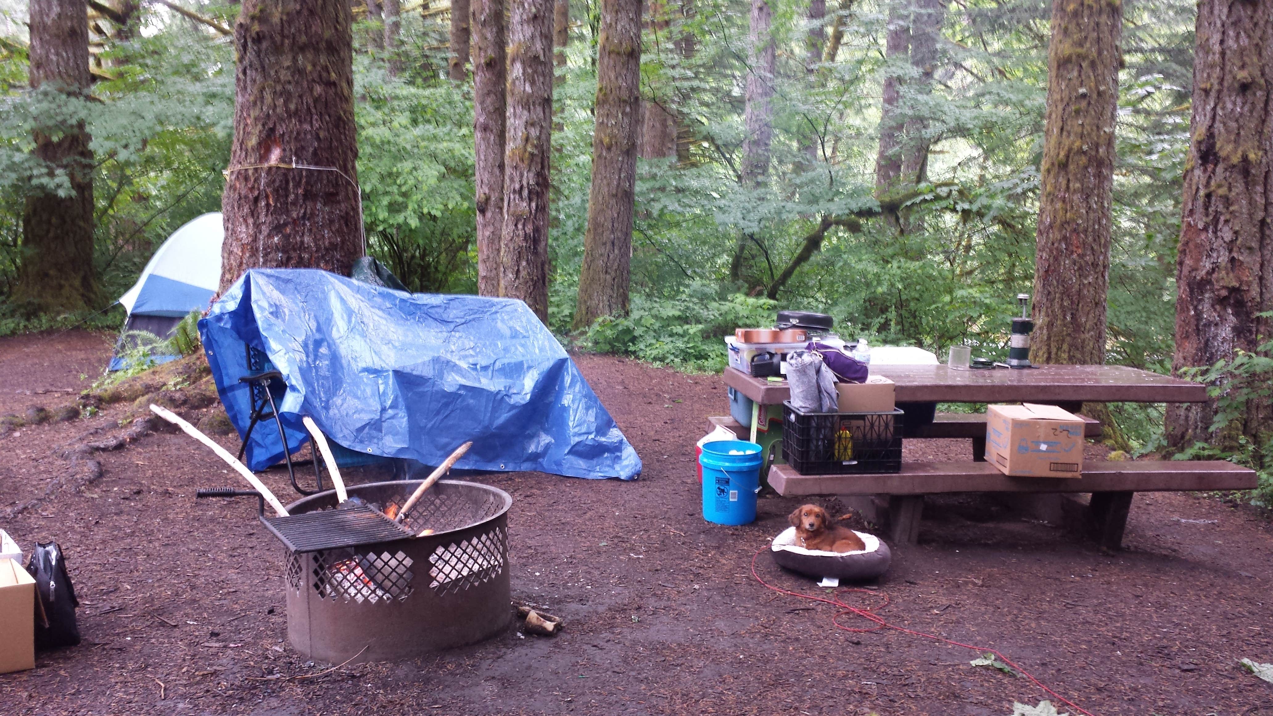 Rebekah H.'s photo of tent camping at Mount Hood National Forest Sunstrip Campground - TEMPORARILY CLOSE DUE TO FIRE DAMAGE near Canby, OR