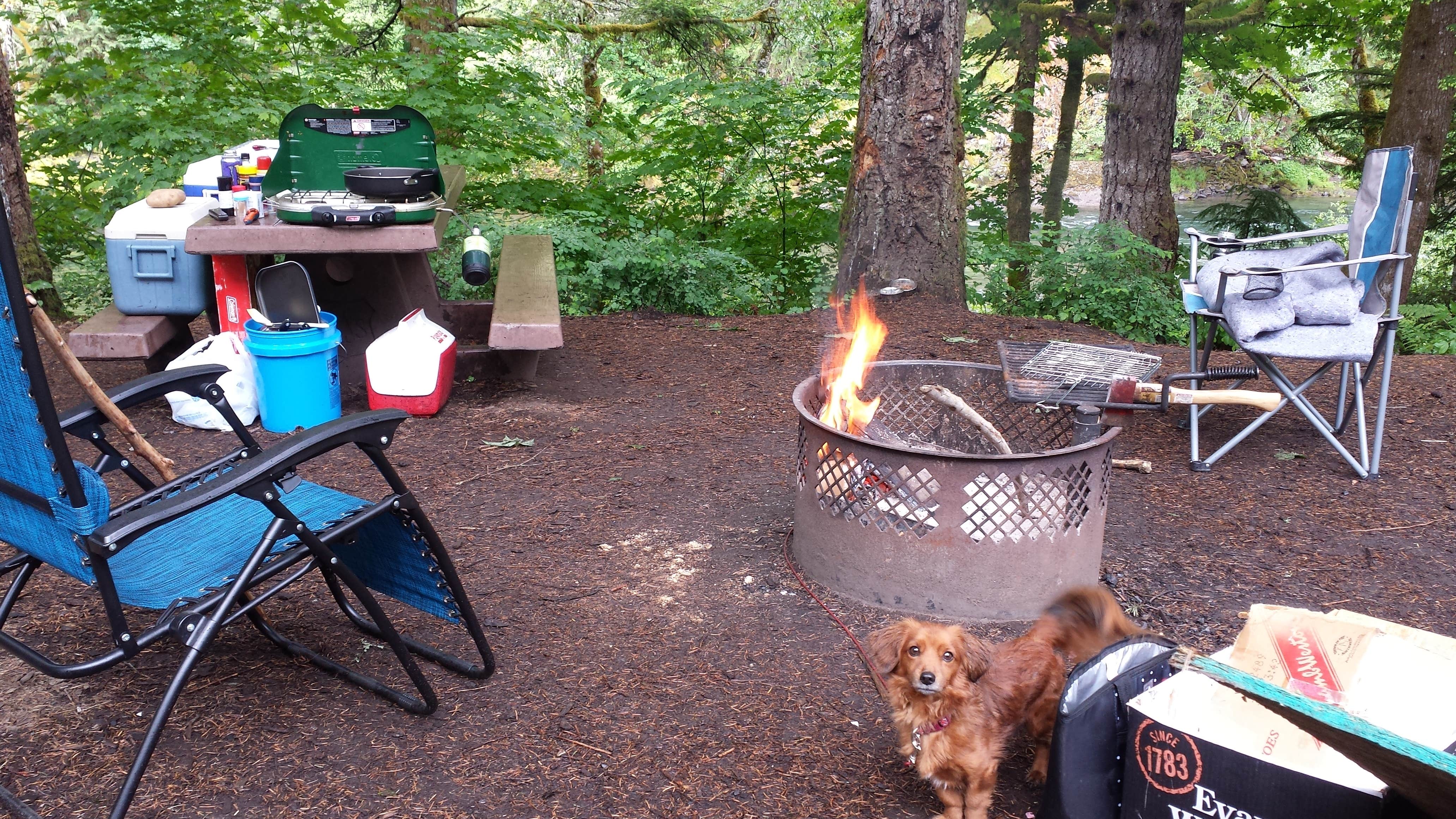 Rebekah H.'s photo of camping with pets at Mount Hood National Forest Sunstrip Campground - TEMPORARILY CLOSE DUE TO FIRE DAMAGE near Estacada, OR