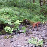 Review photo of Mount Hood National Forest Sunstrip Campground - TEMPORARILY CLOSE DUE TO FIRE DAMAGE by Rebekah H., April 28, 2020