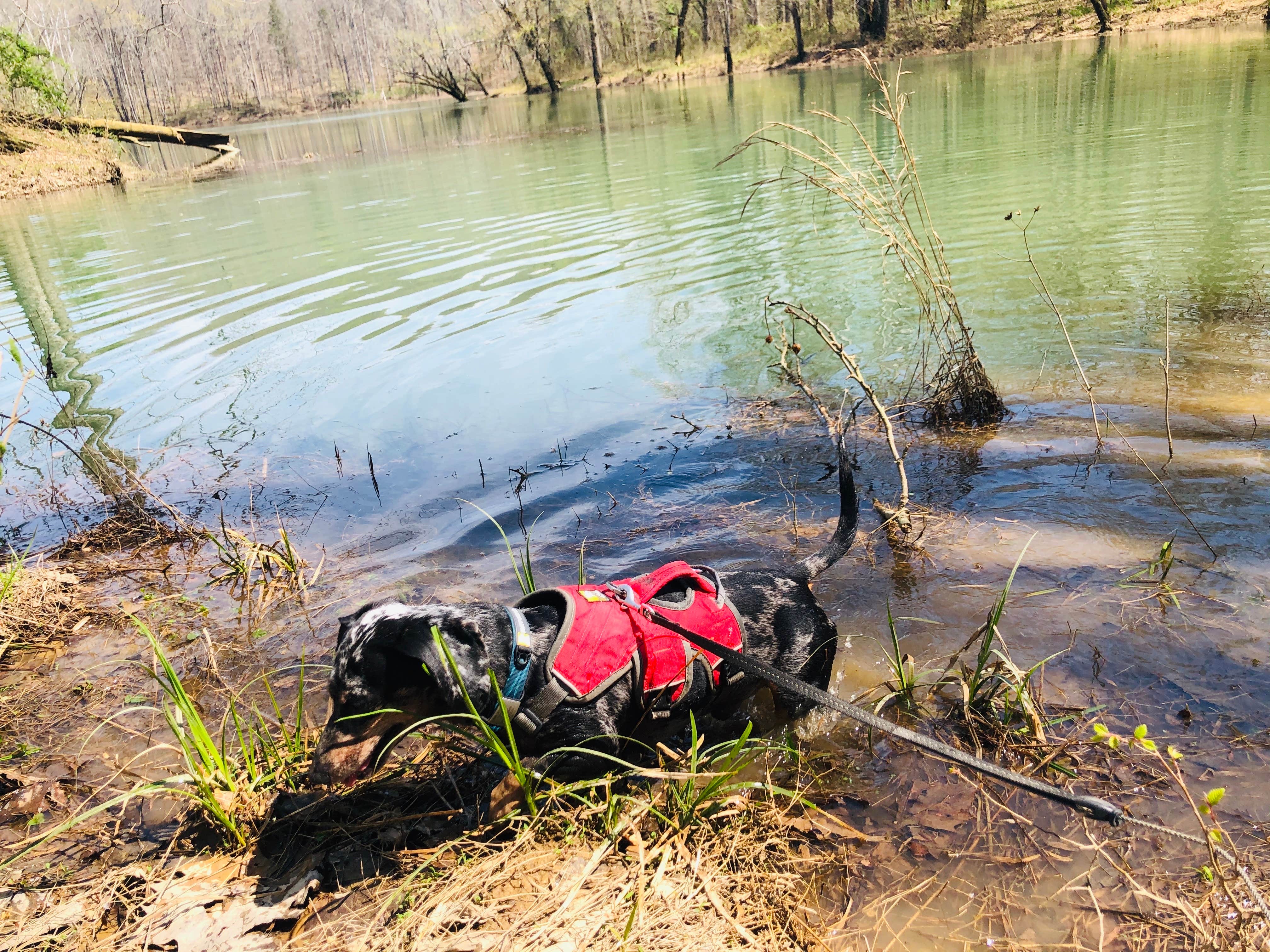 Camper-submitted photo at Mammoth Cave Horse Camp — Mammoth Cave National Park near Horse Cave, KY