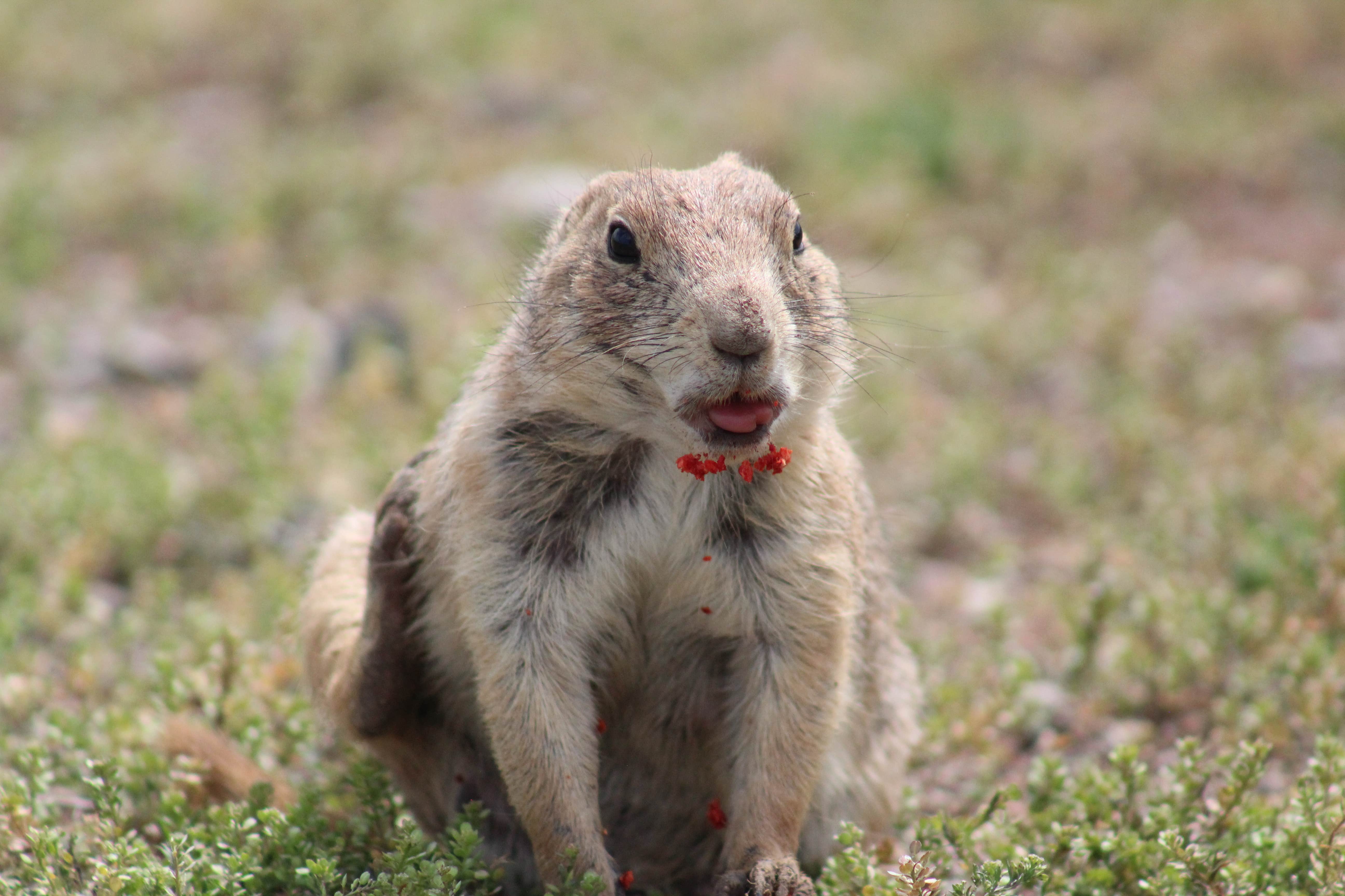 Crystal C.'s photo of camping with pets at Camp Doris near Mountain Park, OK