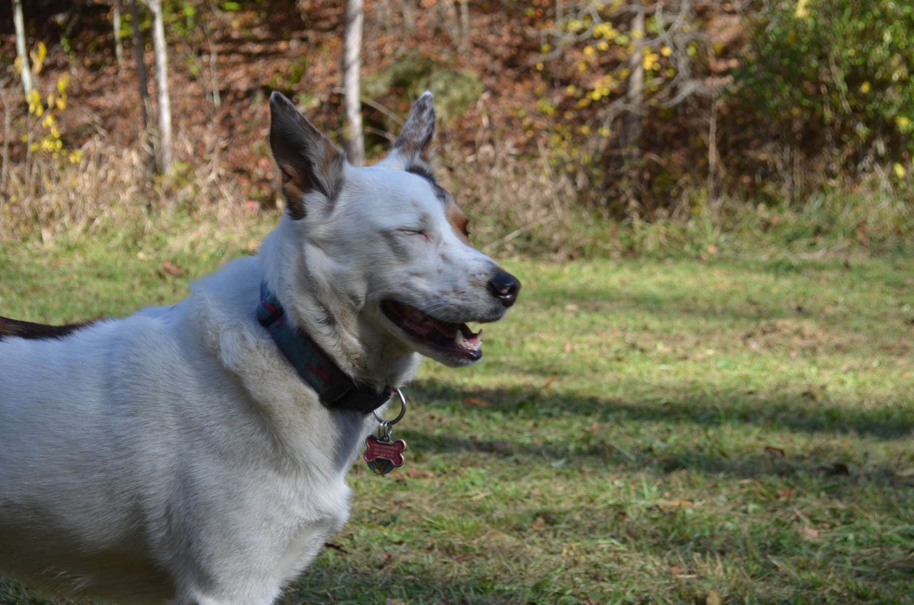 Elizabeth S.'s photo of camping with pets at Coon Creek Cove, Mountain Hideaway near Spencer, WV