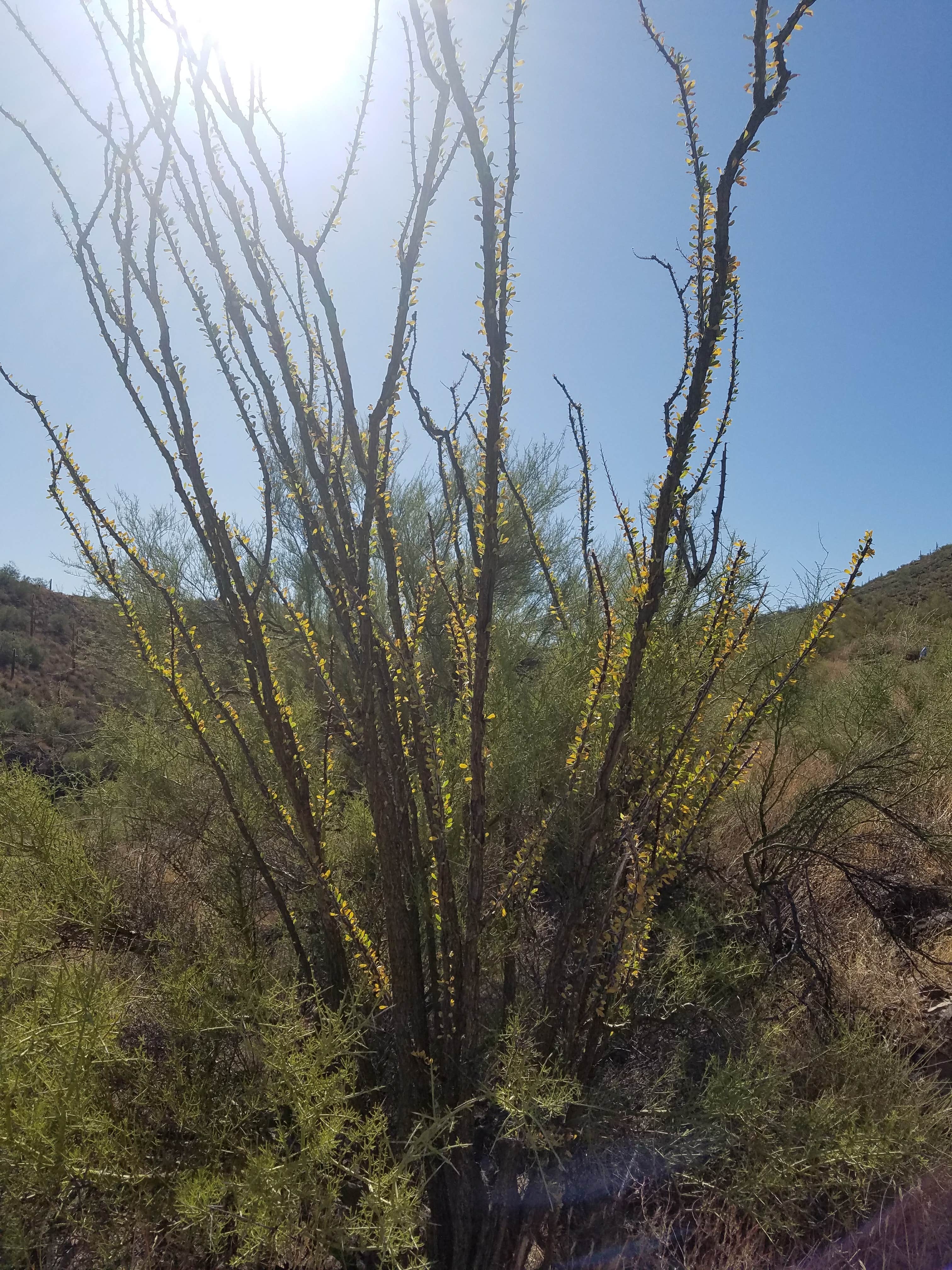 Camper submitted image from Lake Pleasant Regional Park Campground - 2