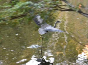 Little Pond Campground