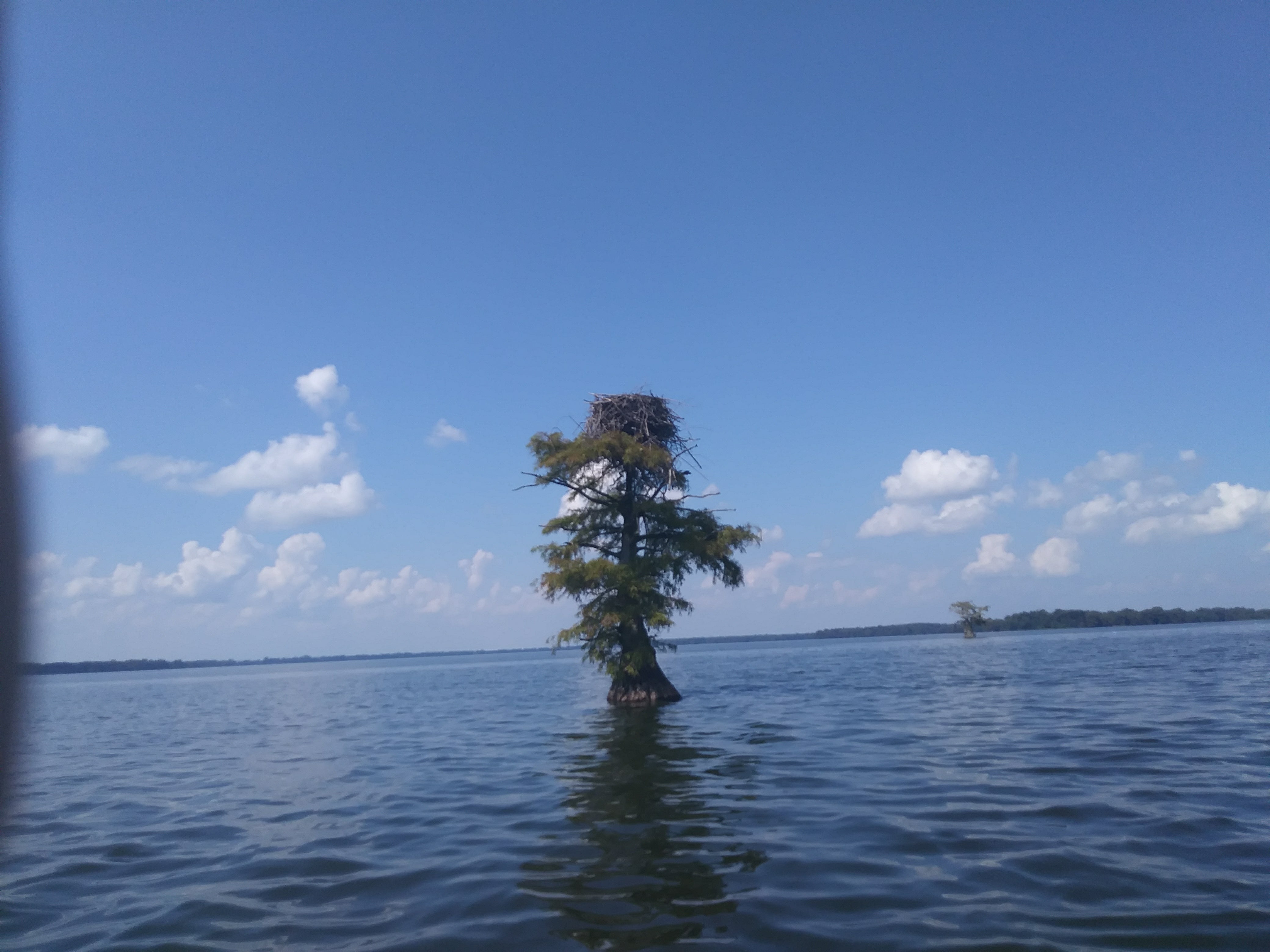 Camper submitted image from Reelfoot Lake State Park Campground - 3