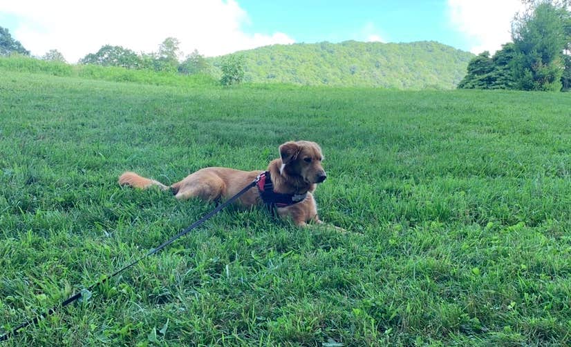 Lisa L.'s photo of camping with pets at Blue Bear Mountain Camp near Vilas, NC