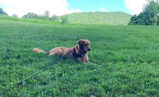 Lisa L.'s photo of camping with pets at Blue Bear Mountain Camp near Crumpler, NC
