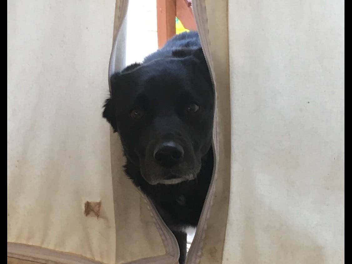 The Dyrt's photo of camping with pets at Lava Rock near Gilford, NH
