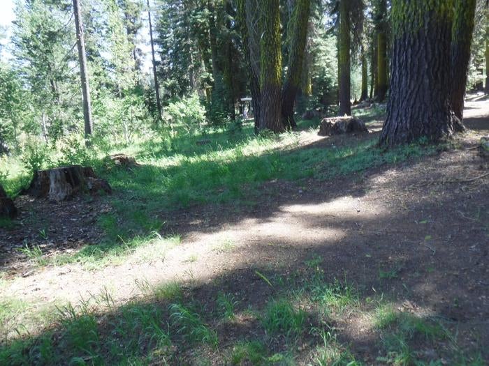 Camper submitted image from Yuba Pass Campground - 4