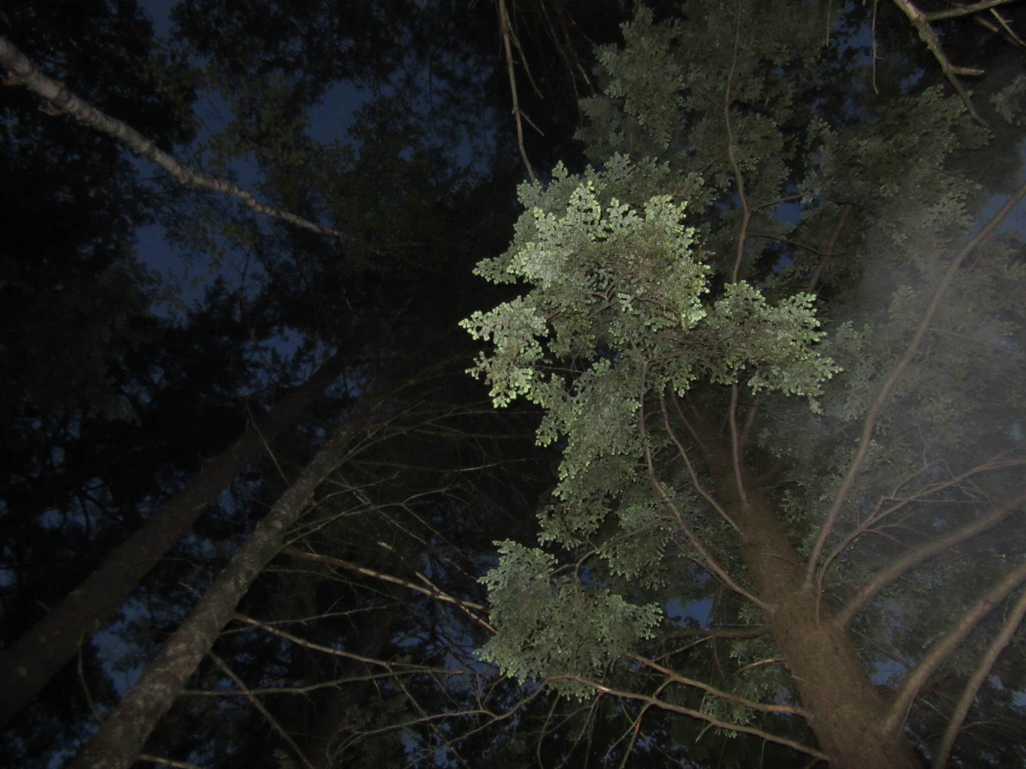 Camper-submitted photo at Forked Lake Campground near Blue Mountain Lake, NY