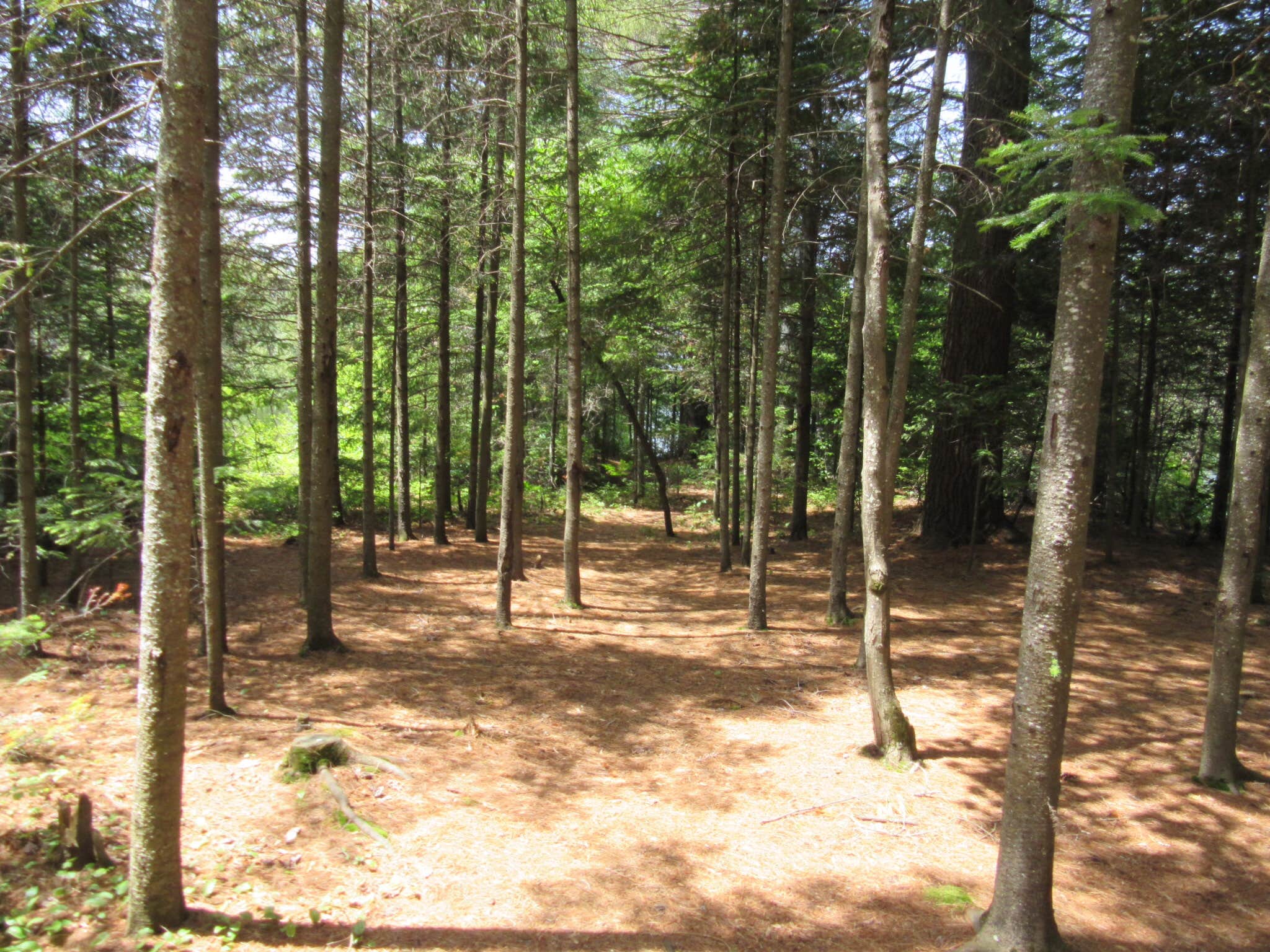 Camper submitted image from Forked Lake Campground - 1