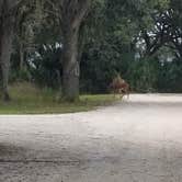 Review photo of Kilpatrick Hammock Campground — Kissimmee Prairie Preserve State Park by Kim H., April 29, 2020