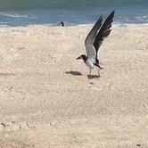 Review photo of Frisco Campground — Cape Hatteras National Seashore by Kelley E., April 29, 2020