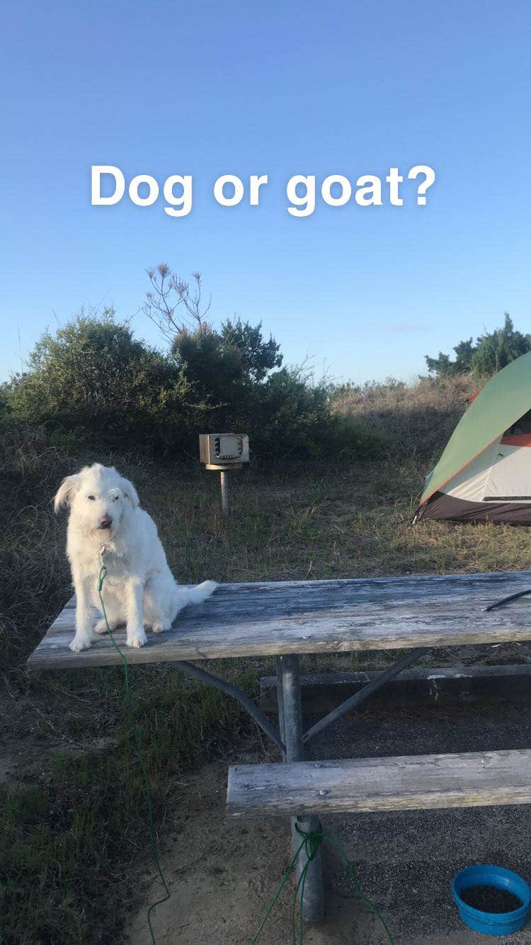 Kelley E.'s photo at Frisco Campground — Cape Hatteras National Seashore near Frisco, NC