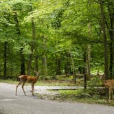 Review photo of Patapsco Valley State Park-Hilton Area by Jennifer S., September 18, 2017