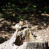 Review photo of South Mineral Campground — San Juan National Forest by Trina S., April 29, 2020