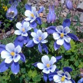 Review photo of South Mineral Campground — San Juan National Forest by Trina S., April 29, 2020