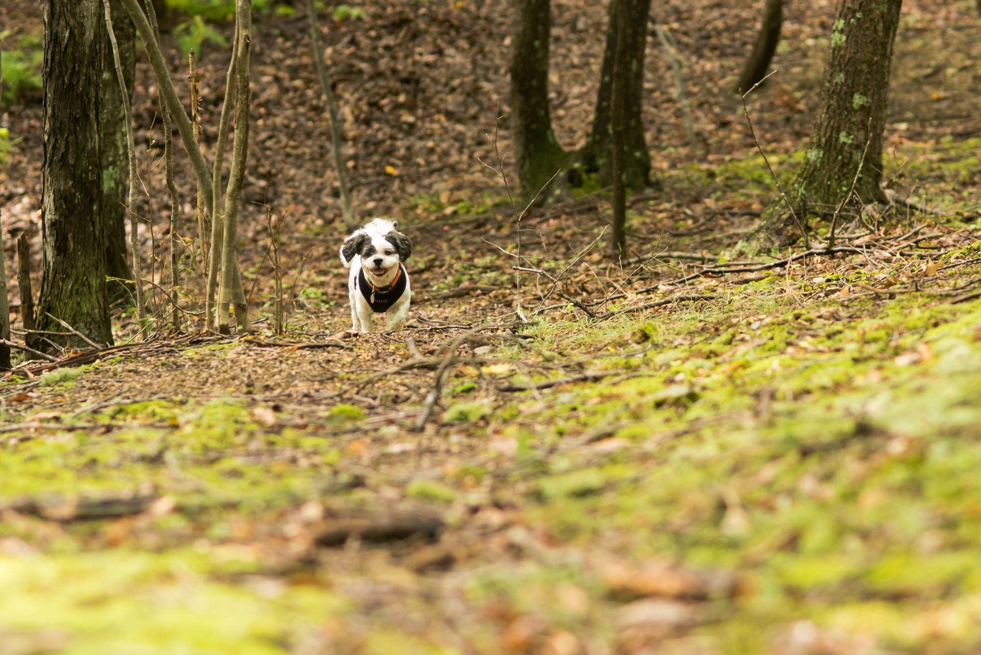 Jennifer S.'s photo of camping with pets at Rocky Gap State Park Campground near Big Cove Tannery, PA