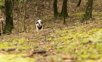 Jennifer S.'s photo of camping with pets at Rocky Gap State Park Campground near Cumberland, MD