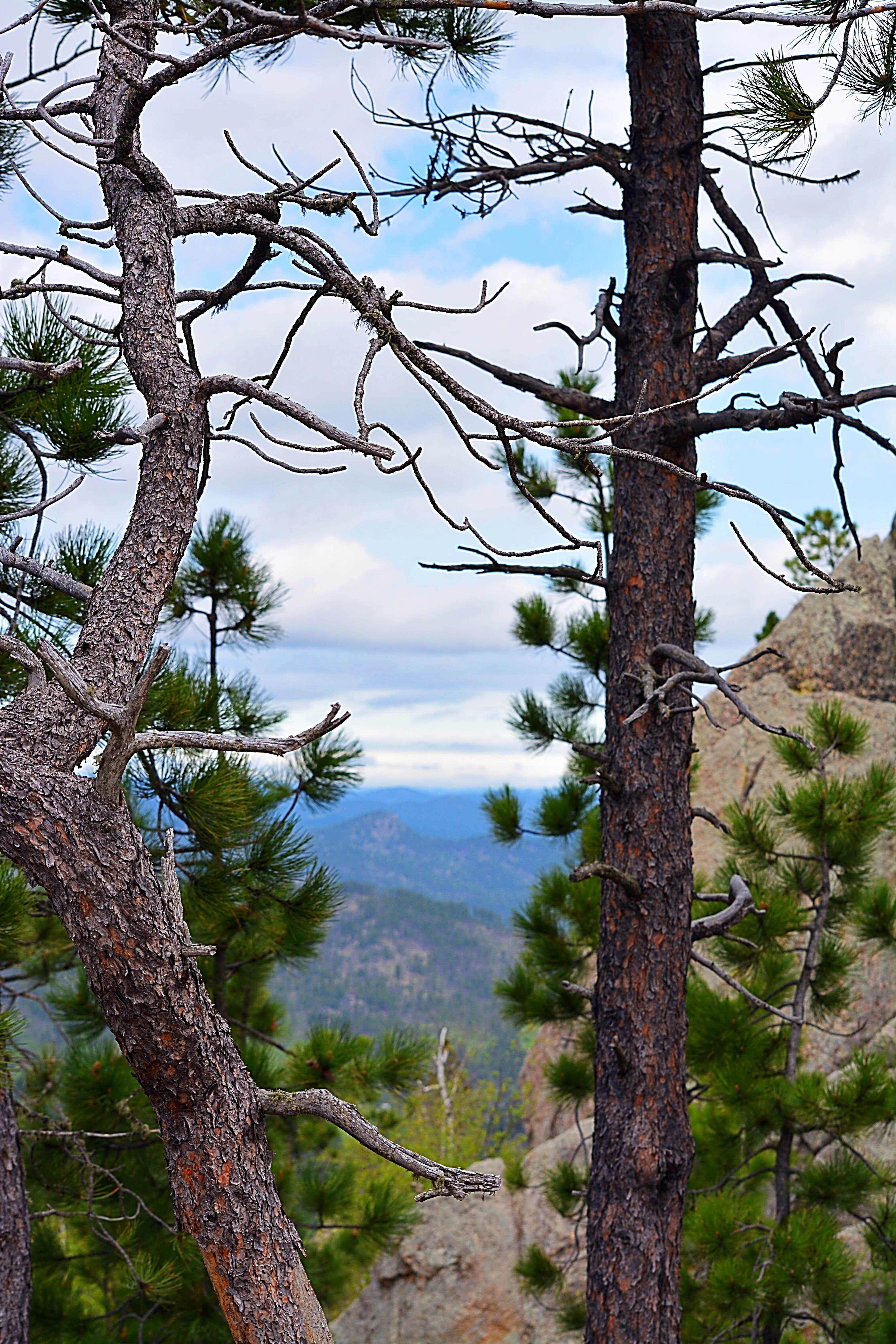 Camper submitted image from Black Hills Trailside Park & Resort - 3