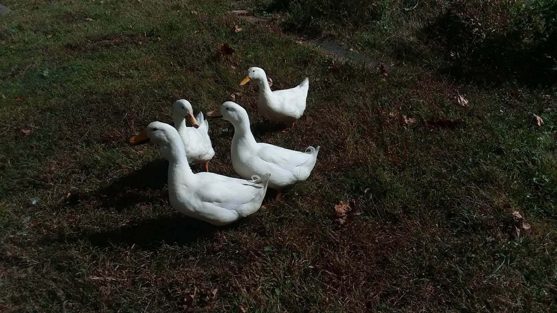 Camper-submitted photo at Coon Creek Cove, Mountain Hideaway near Sutton Lake