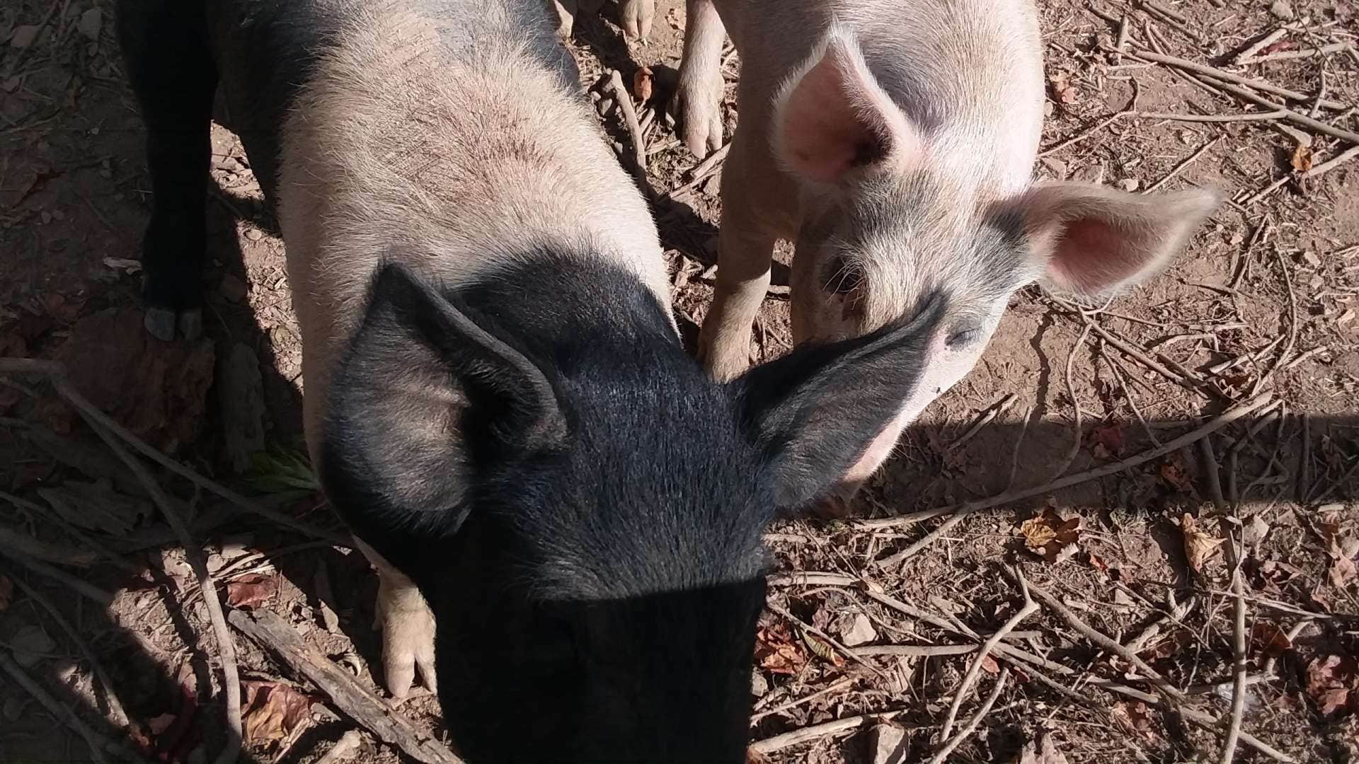 Camper-submitted photo at Coon Creek Cove, Mountain Hideaway near Sutton Lake
