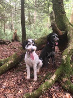 Camper-submitted photo at Canaan Valley Resort State Park Campground near Seneca Rocks, WV