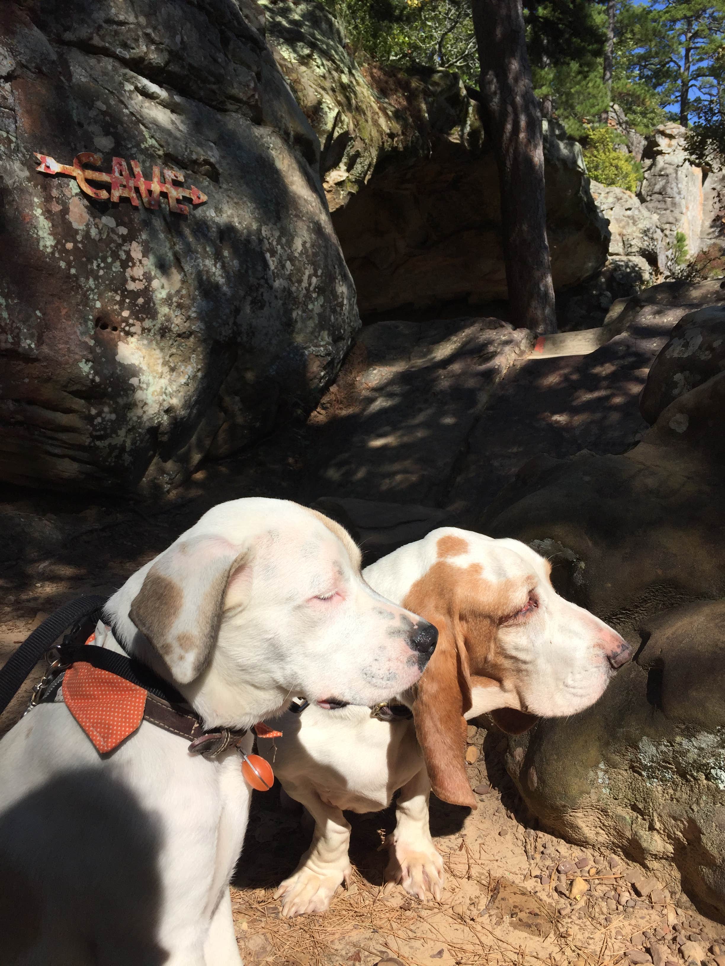 Valerie C.'s photo of camping with pets at Robbers Cave State Park — Robbers Cave State Resort Park near Eufaula Lake