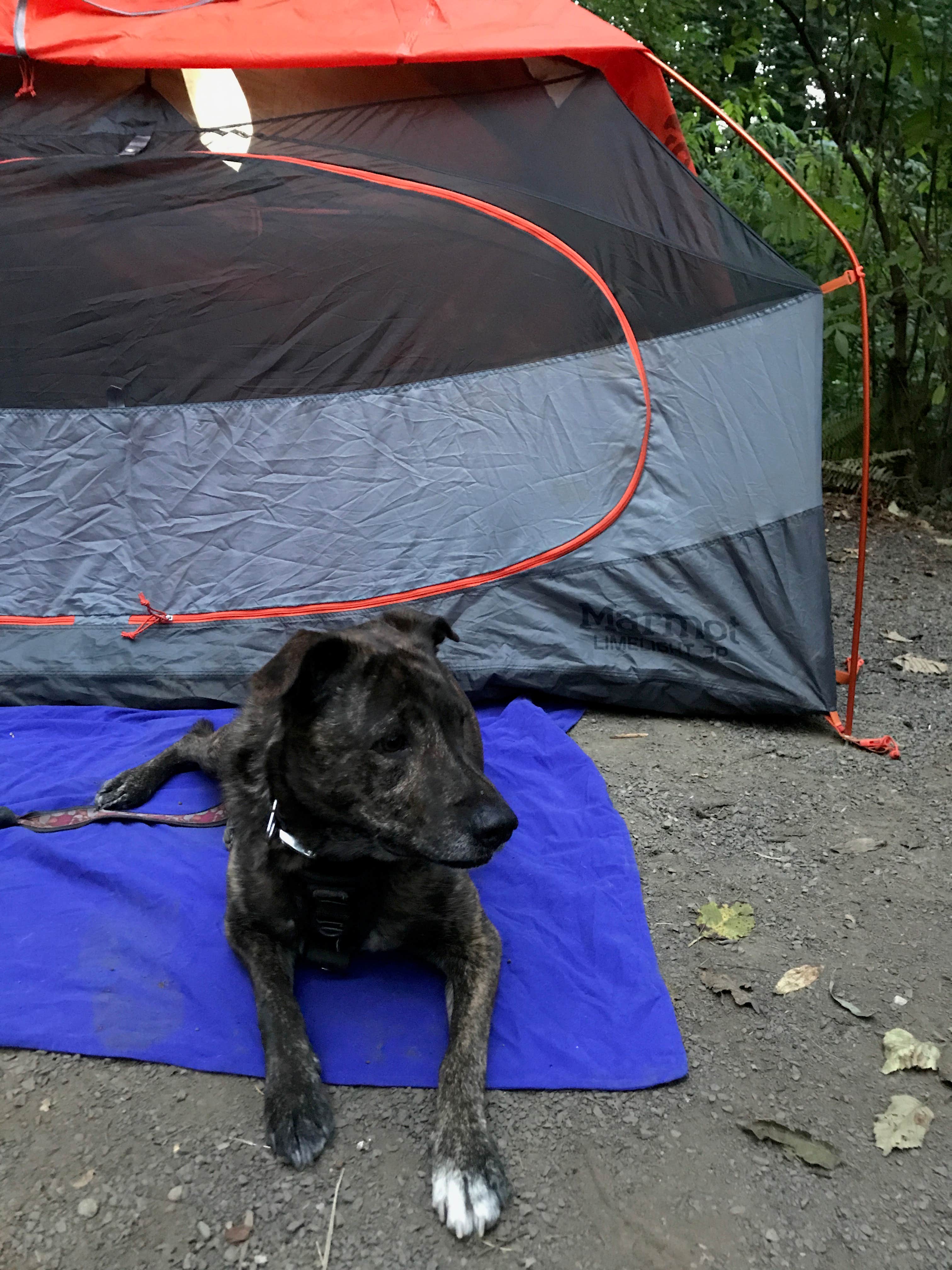 Camper-submitted photo at Keenig Creek Campground near Lafayette, OR