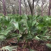 Review photo of Manatee Springs State Park Campground by Cindy B., April 30, 2020