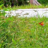 Review photo of Pine Grove Campground — Jonathan Dickinson State Park by Cindy B., April 30, 2020