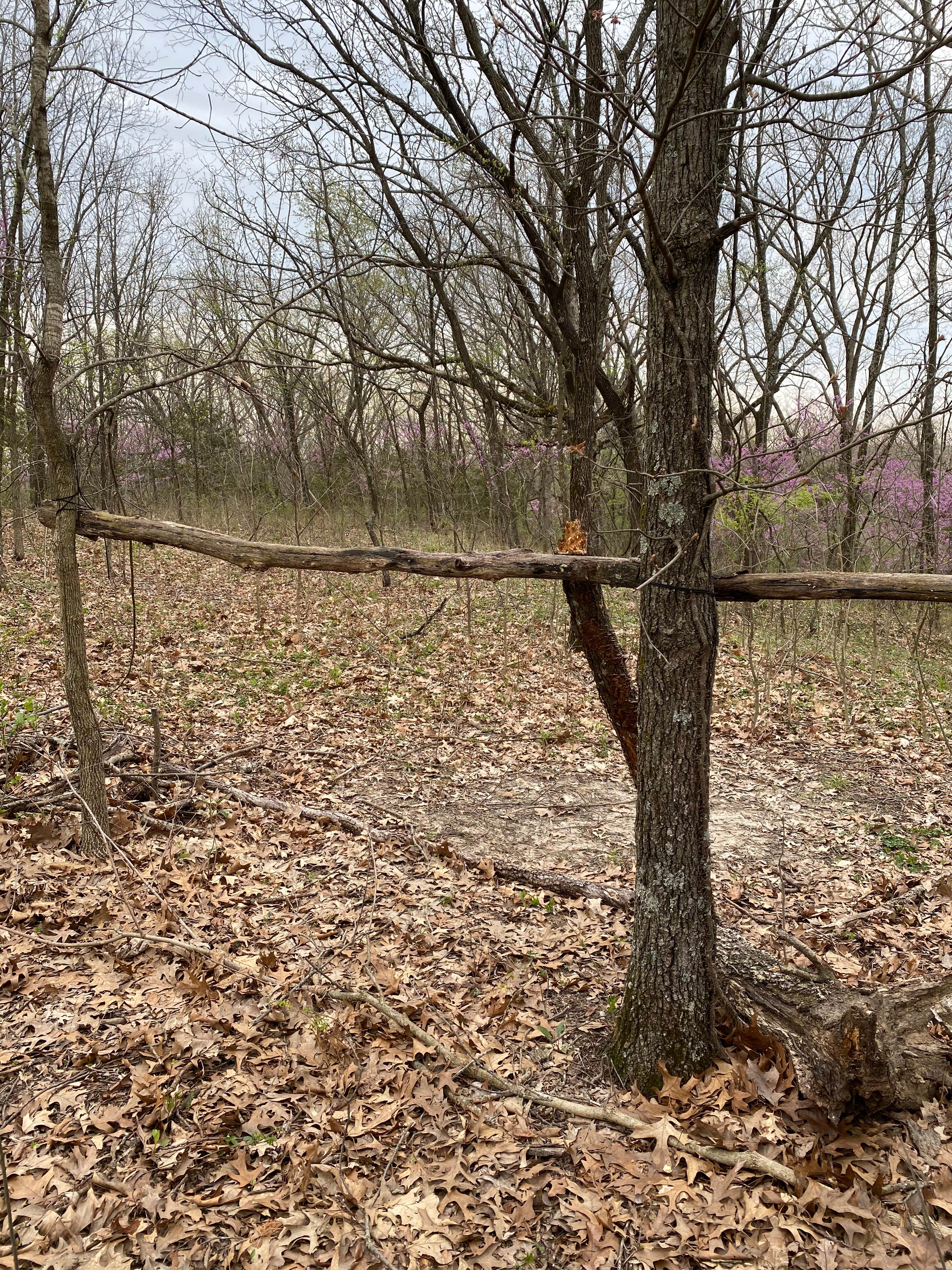 Camper-submitted photo at Little Lost Creek Conservation Area near St. Ann, MO