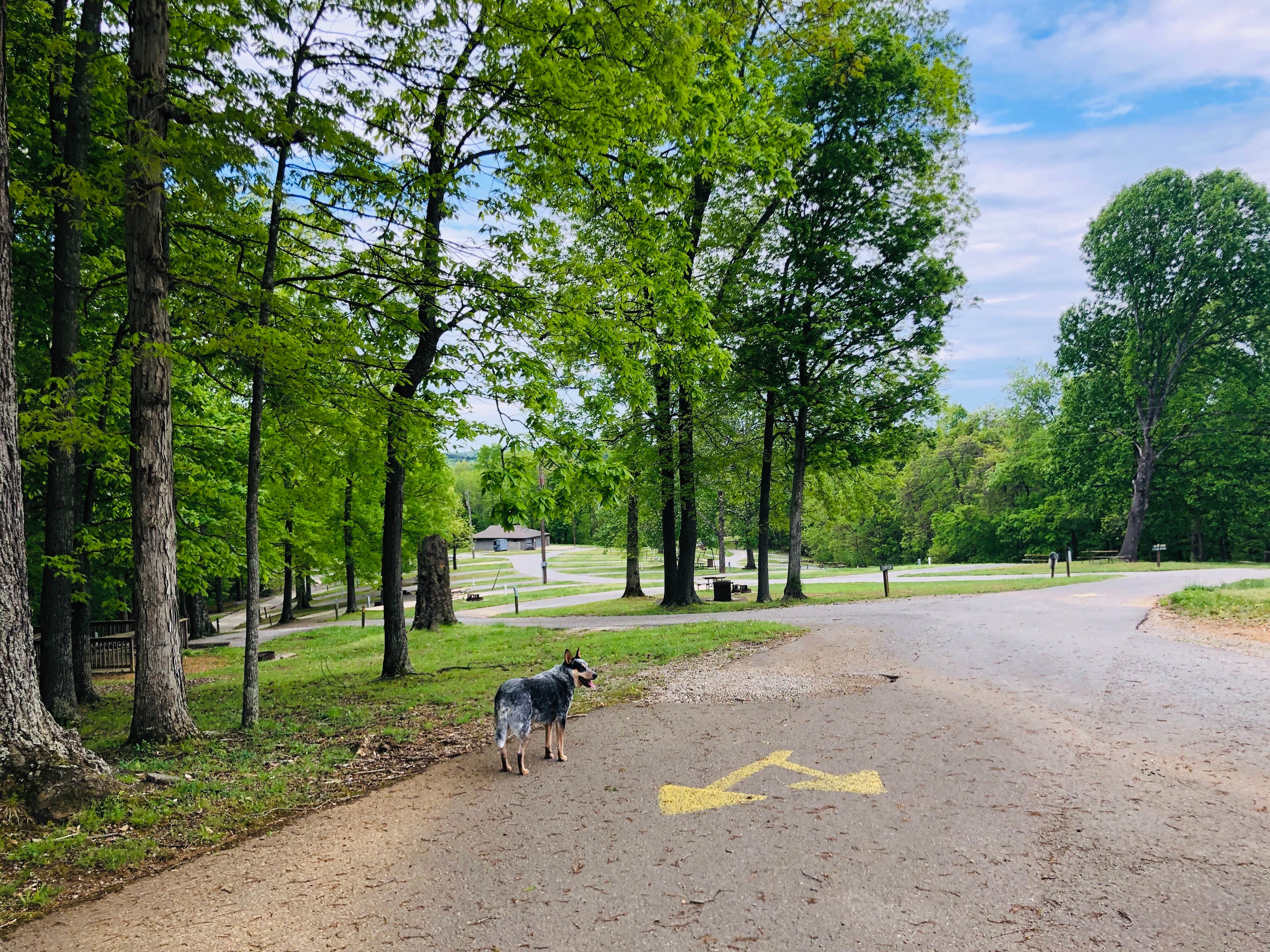 Shelly S.'s photo of camping with pets at Barren River Lake State Resort Park Campground near Bowling Green, KY