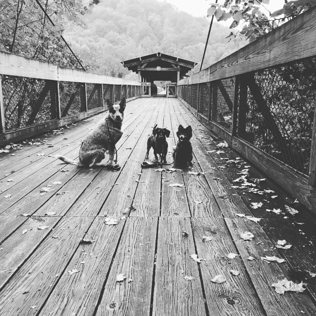 Shelly S.'s photo of camping with pets at Blue Heron Campground — Big South Fork National River and Recreation Area near Lake Cumberland