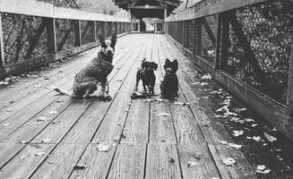 Shelly S.'s photo of camping with pets at Blue Heron Campground — Big South Fork National River and Recreation Area near Lake Cumberland