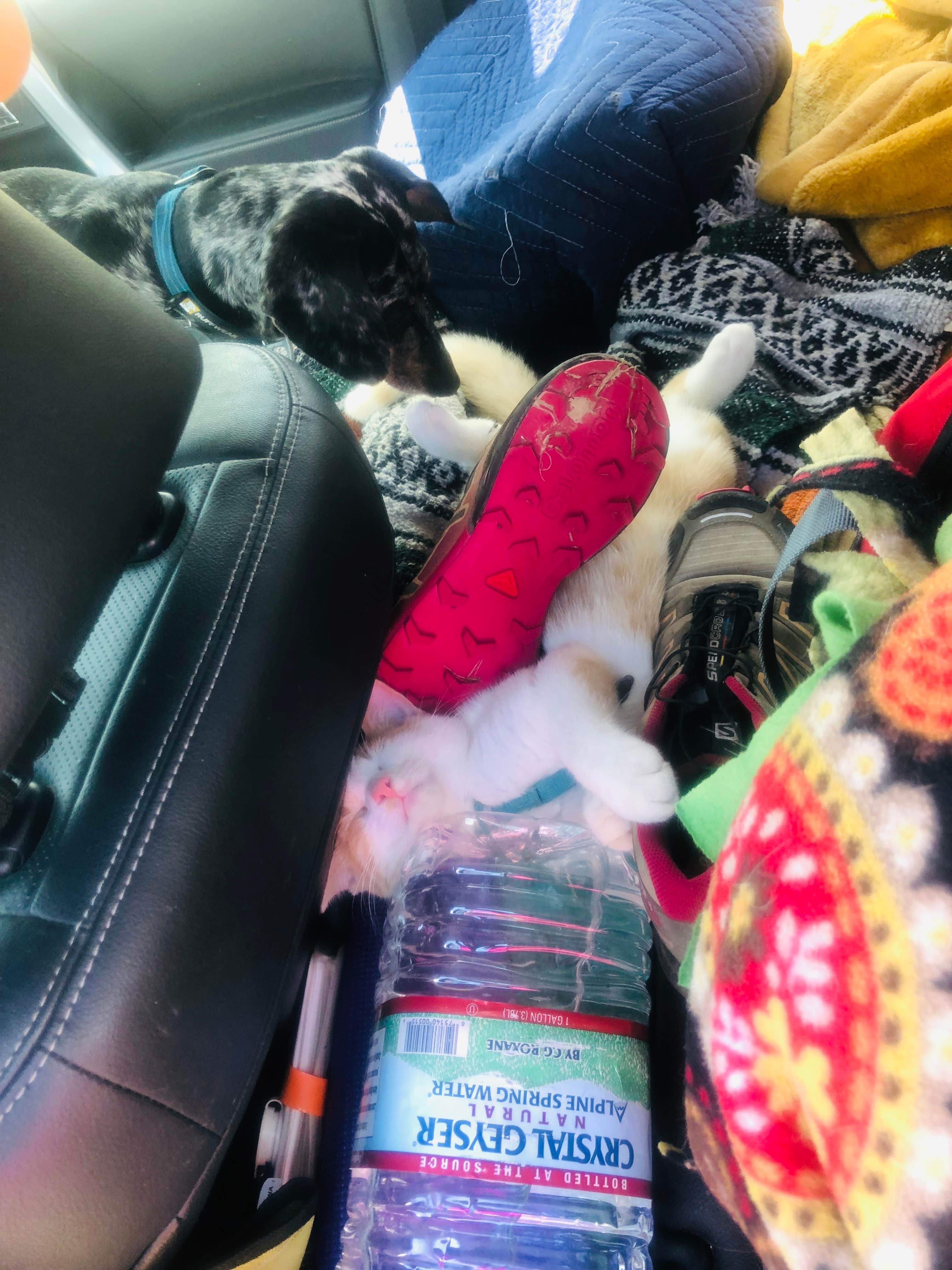 Shelly S.'s photo of camping with pets at Middle Fork Campground — Natural Bridge State Resort Park in Kentucky