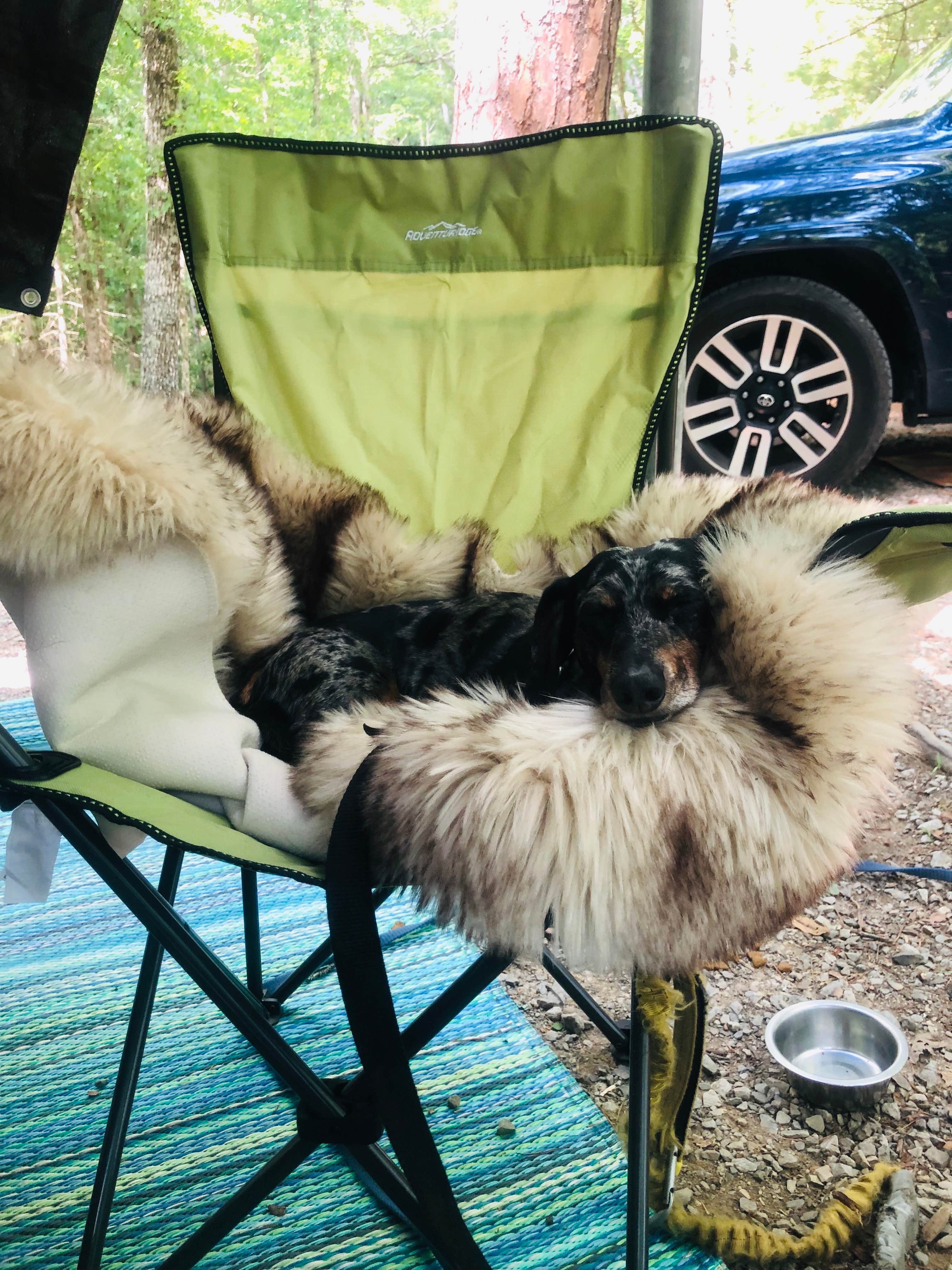 Shelly S.'s photo of camping with pets at Middle Fork Campground — Natural Bridge State Resort Park near Slade, KY