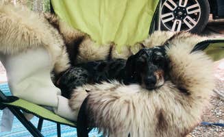 Shelly S.'s photo of camping with pets at Middle Fork Campground — Natural Bridge State Resort Park near Means, KY