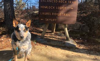 Shelly S.'s photo of camping with pets at Whittleton Campground — Natural Bridge State Resort Park near Slade, KY