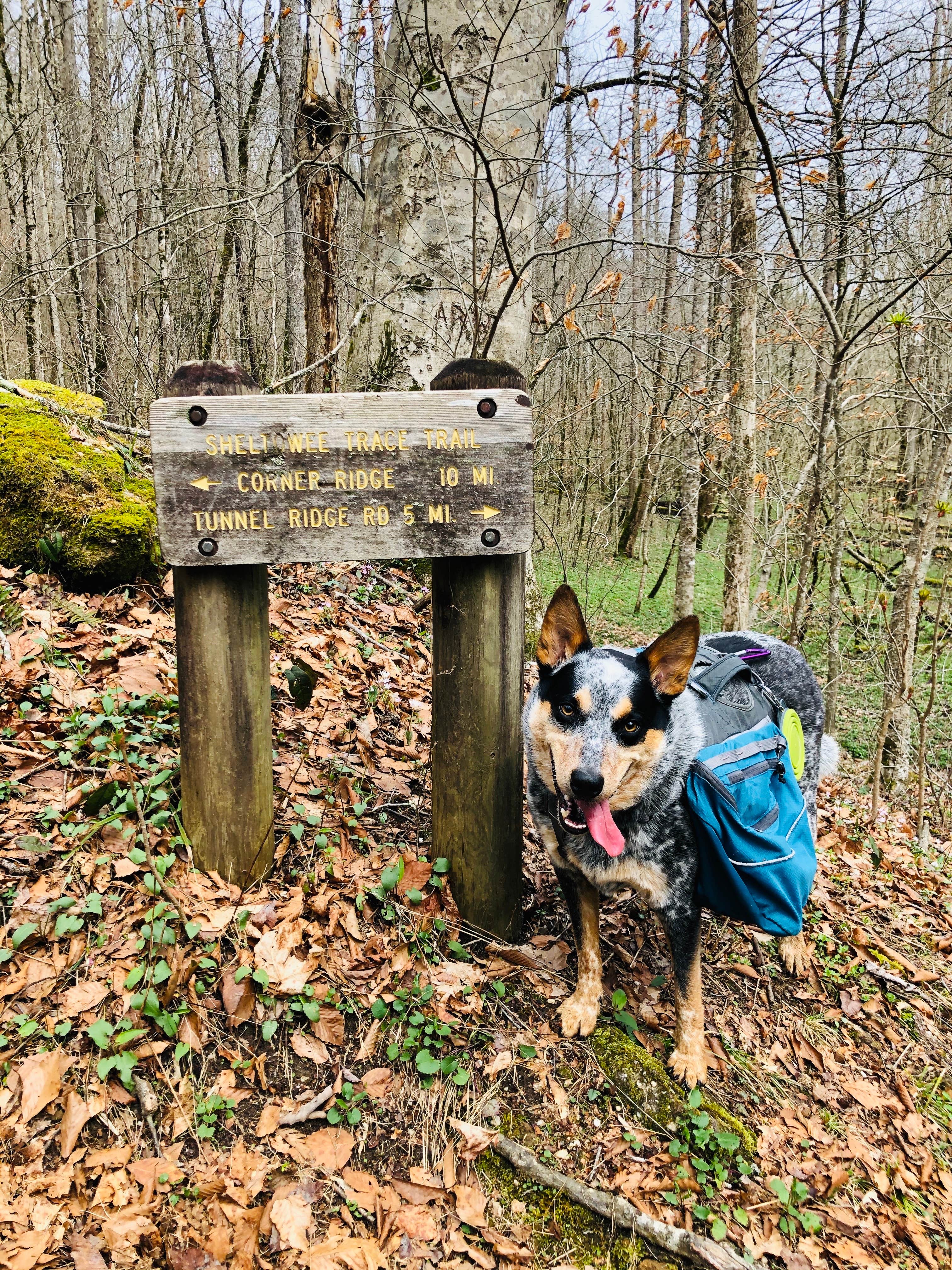 Shelly S.'s photo of camping with pets at Whittleton Campground — Natural Bridge State Resort Park near Slade, KY
