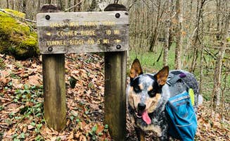 Shelly S.'s photo of camping with pets at Whittleton Campground — Natural Bridge State Resort Park near Slade, KY
