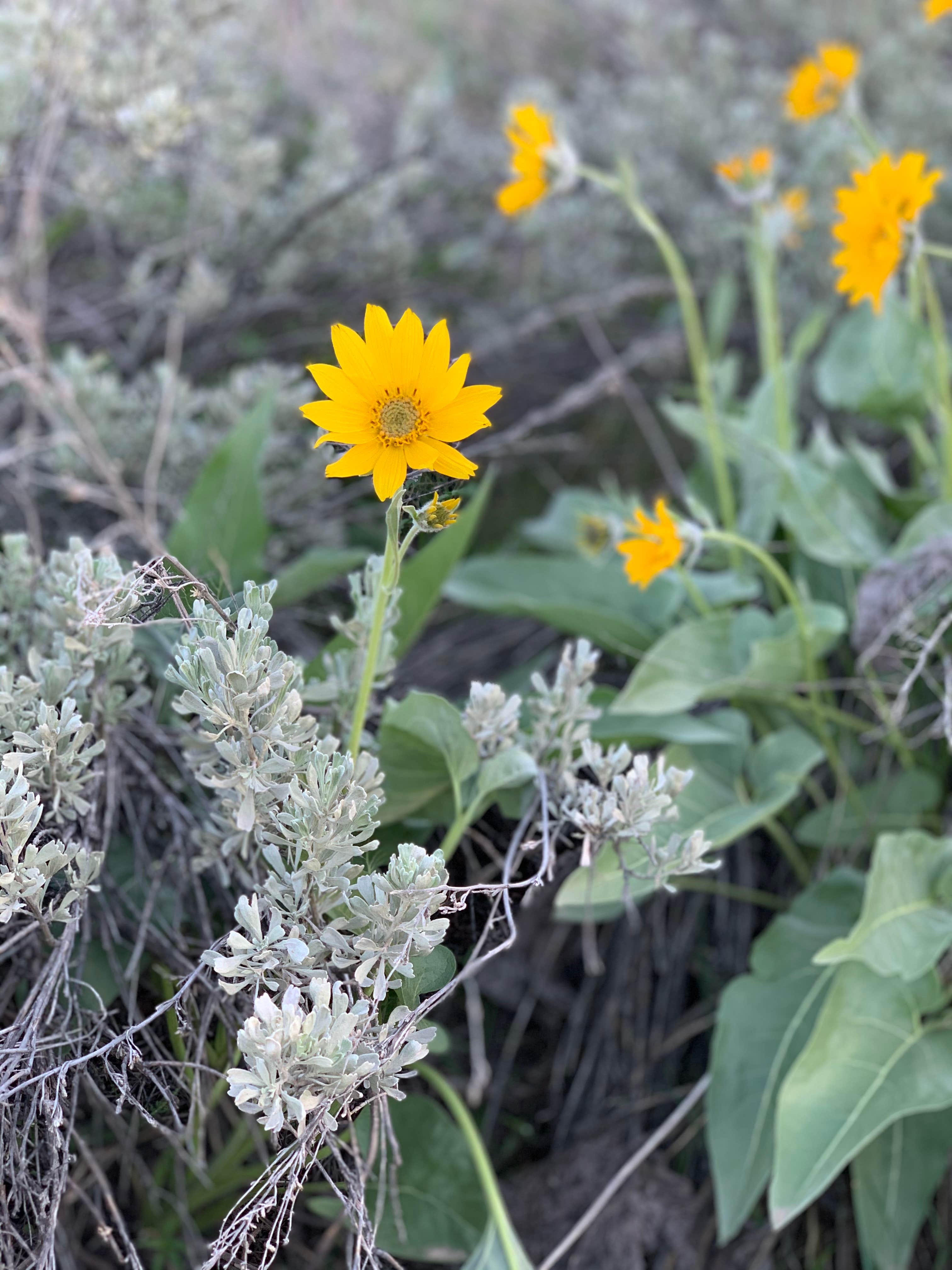 Camper-submitted photo at Arrowrock Reservoir Dispersed near Boise, ID