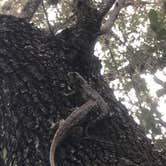 Review photo of Inks Lake State Park Campground by Shelby W., May 1, 2020