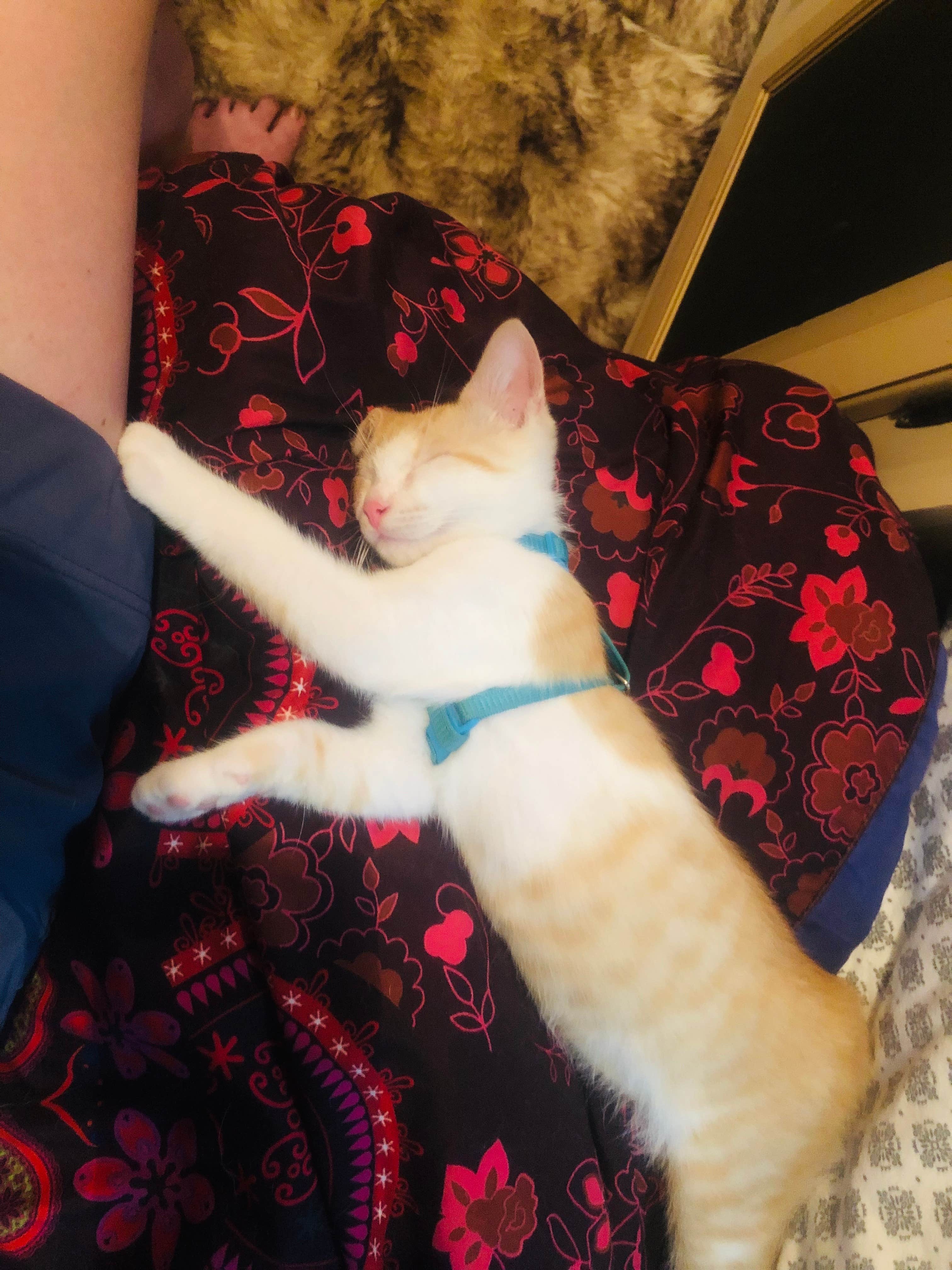 Shelly S.'s photo of camping with pets at Grove near Somerset, KY