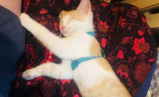 Shelly S.'s photo of camping with pets at Grove near Laurel River Lake