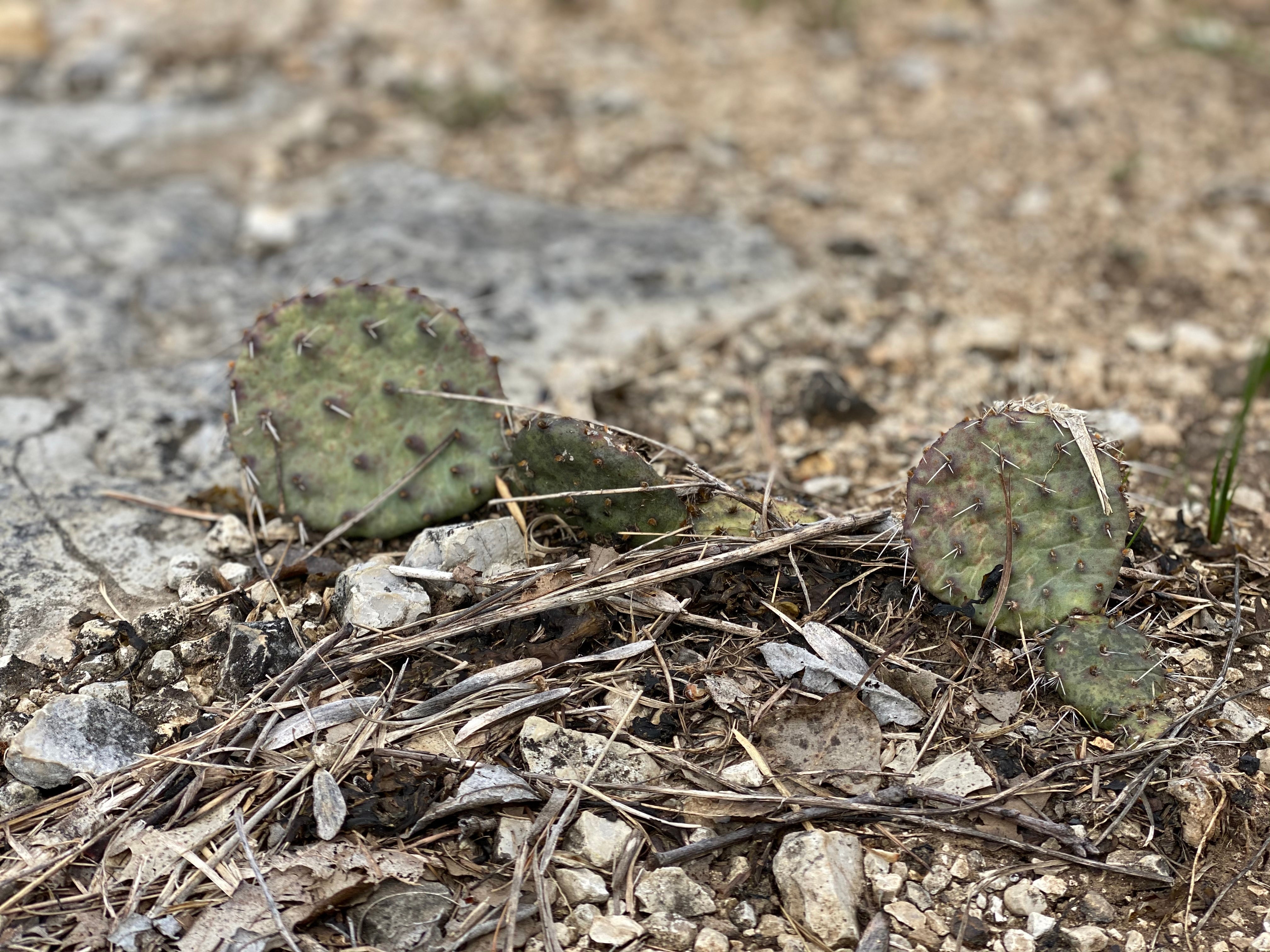 I was surprised to see these cacti growing along the trail