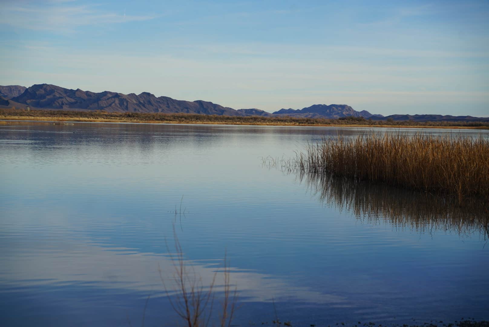 Cat N.'s photo of a dispersed camping area at Ash Meadows Dispersed Camping near Tecopa, CA