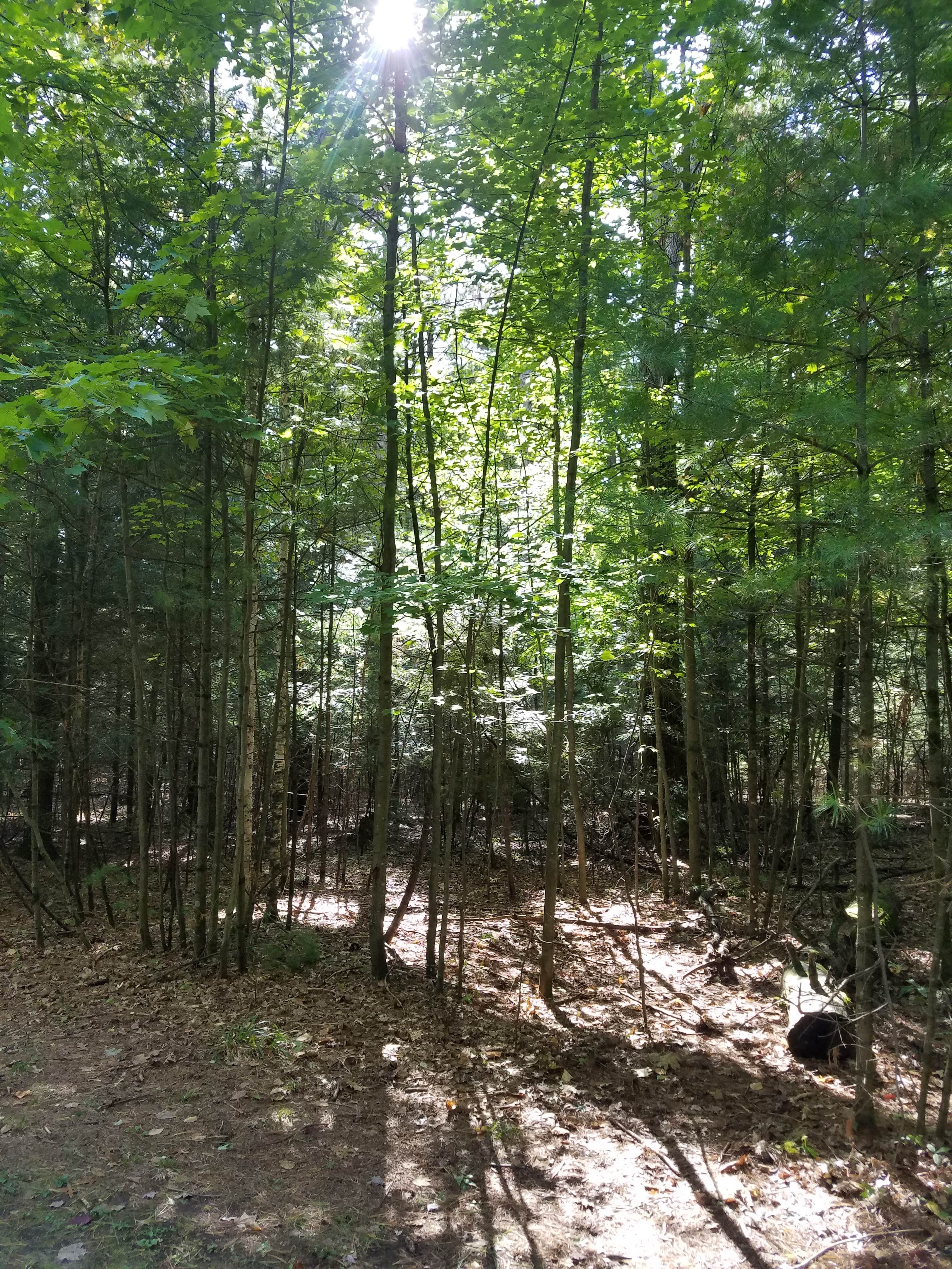 Camper submitted image from Peshtigo Badger Park Campground - 3